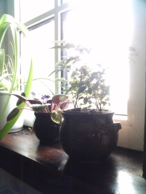 Blumentopf auf Fensterbank